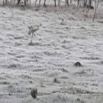 Ola polar en Misiones Posadas registro 1 °C y se reportaron heladas intensas 5 - 6